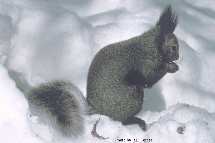 Abert Squirrel