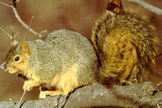 Fox Squirrel