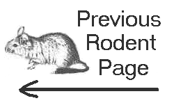 The Rodent Ring's Homepage